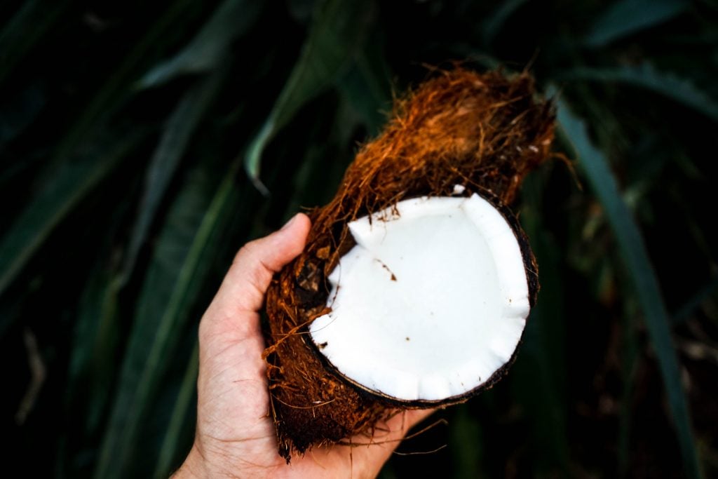 image of a hand holding a  coconut