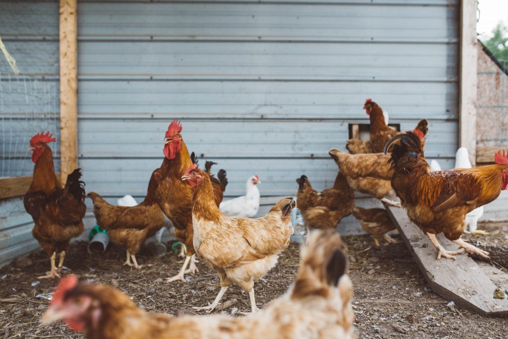 Mamas for Mamas raises their own chickens to provide free eggs to family in need